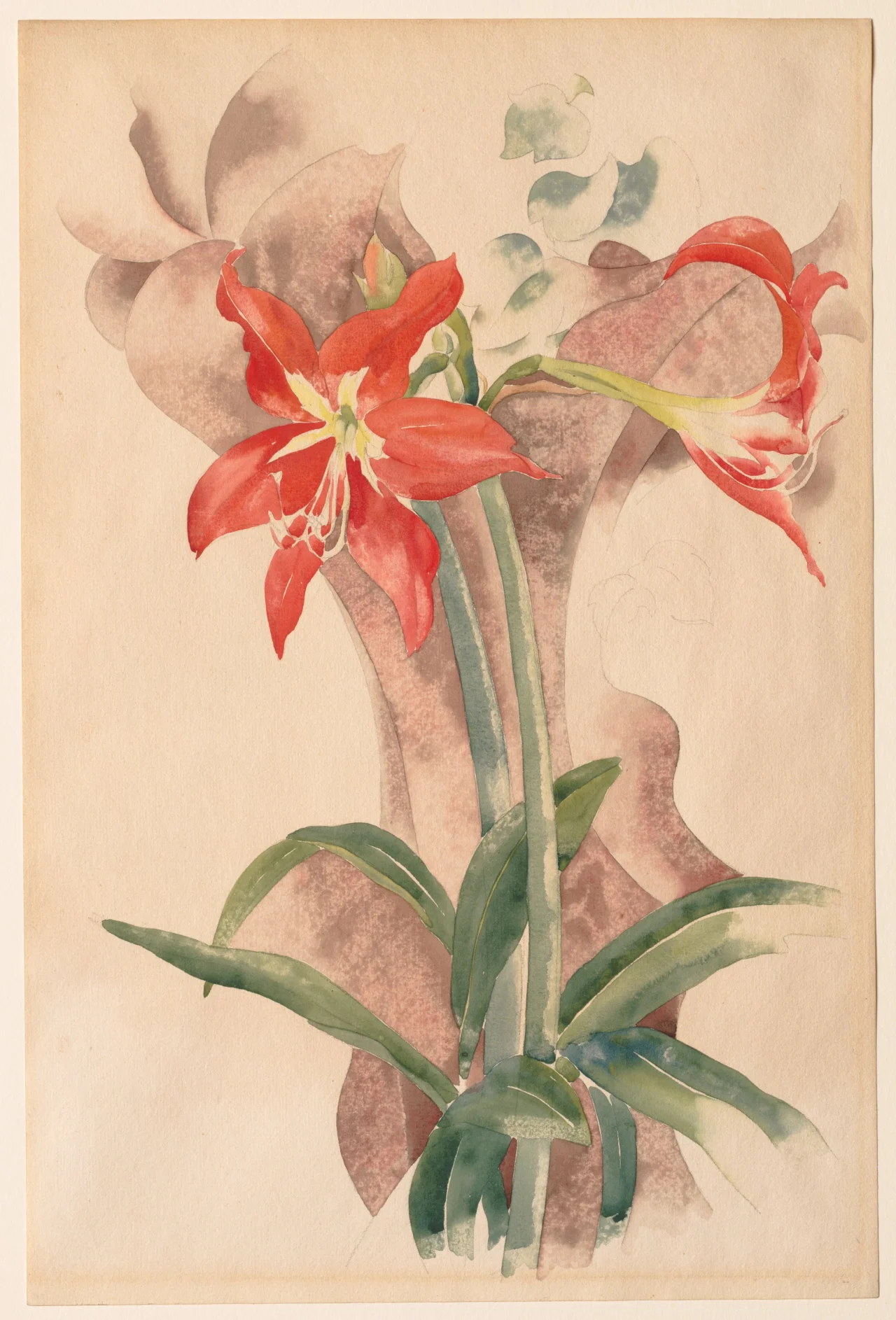 Vertical watercolor of two red amaryllis blooms with pale yellow centers, thick green stems and pointed leaves on cream paper, with muted reddish-brown and gray washes behind the flowers and visible graphite outlines.